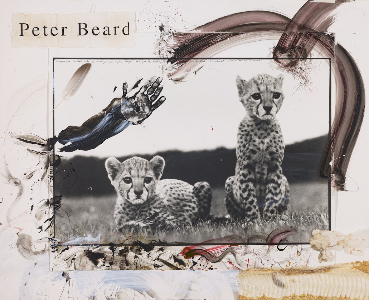 Orphaned Cheetah Cubs at Mweiga near Nyeri, Kenya by Peter Beard