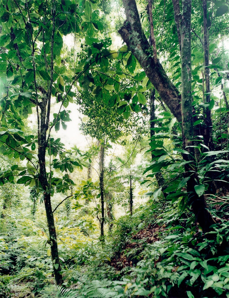 Paradise 25, Yuquehy/ Brazil by Thomas Struth