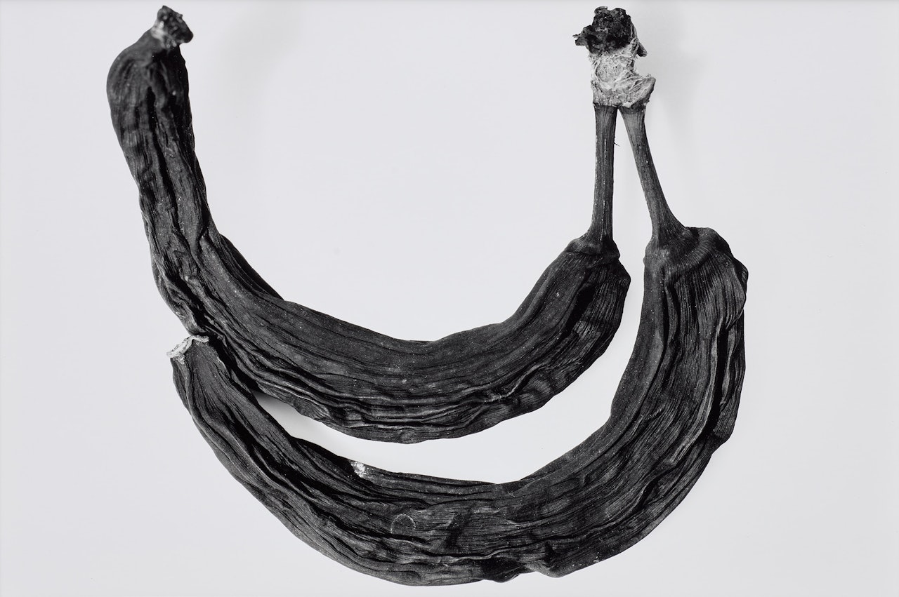Dried Bananas, New York, May 9 by Irving Penn