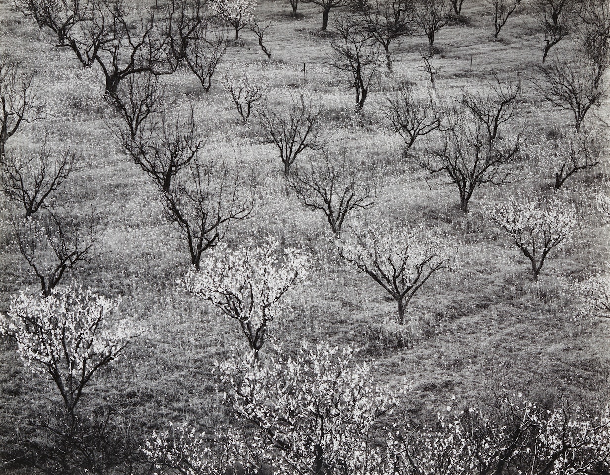 Orchard, Early Spring near Stanford University, California by Ansel Adams