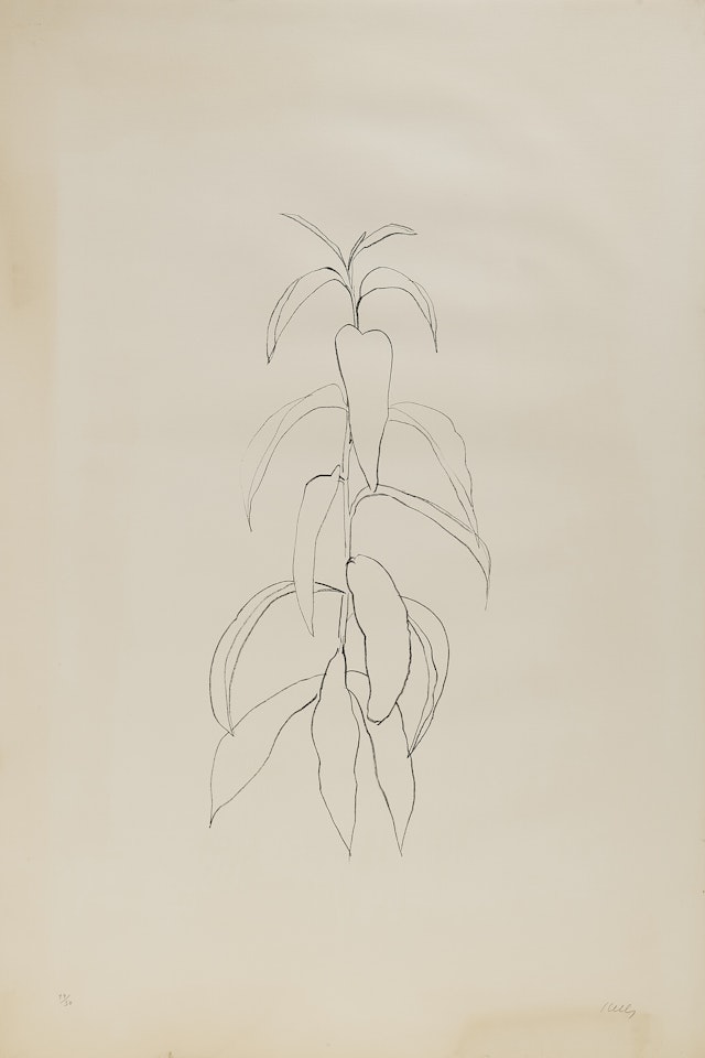 Peach Branch, da: Leaves by Ellsworth Kelly