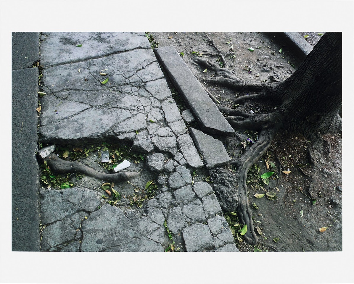 Roots through sidewalk by Gabriel Orozco