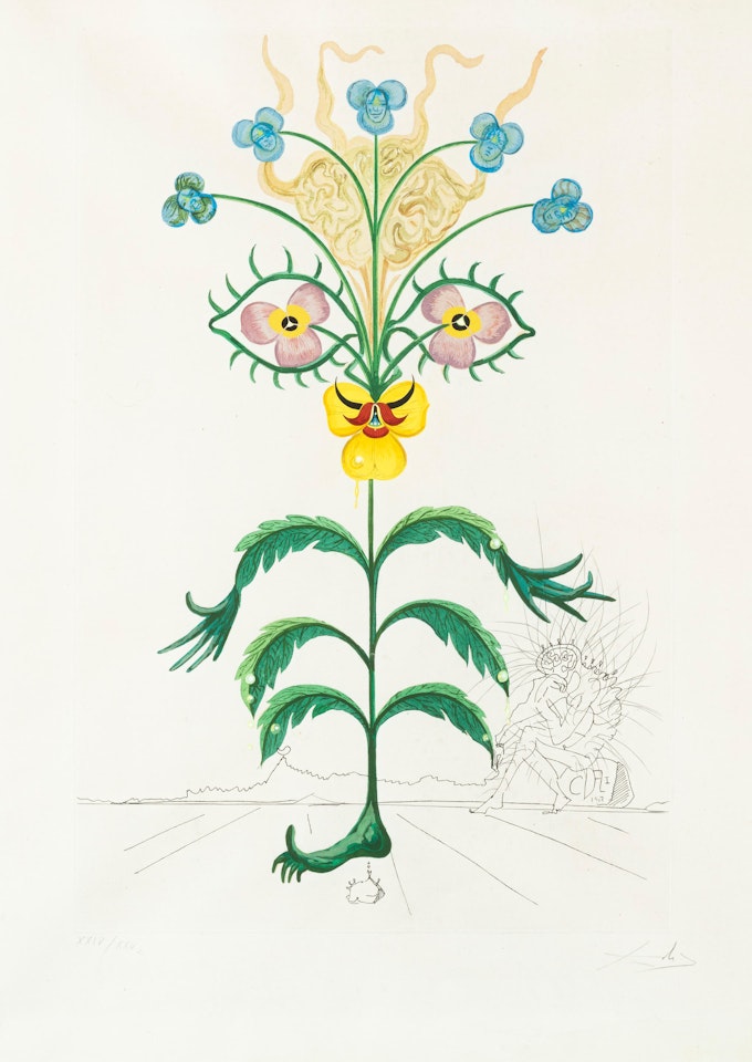 Pensée (Viola cogigans) by Salvador Dali