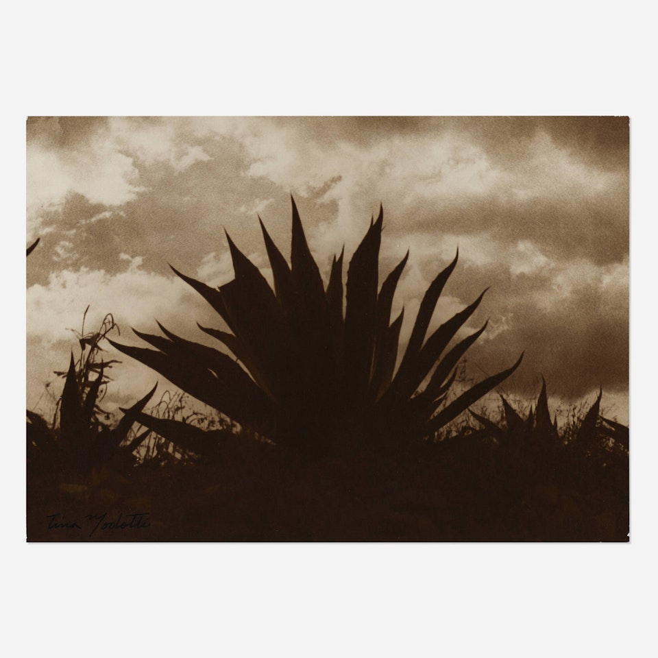 Untitled (Maguey) by Tina Modotti