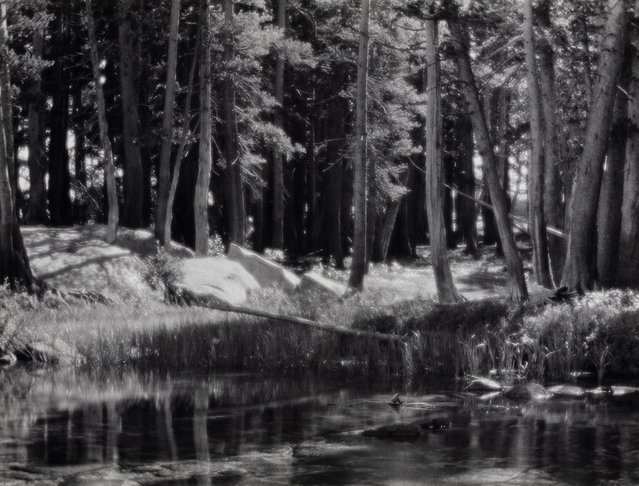 Lodgepole Pines, Lyell Fork of the Merced River, Yosemite National Park, California by Ansel Adams
