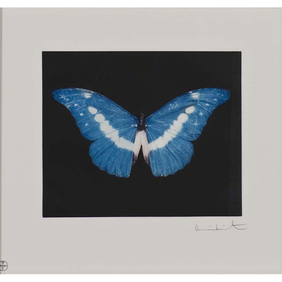 Butterfly to begin by Damien Hirst