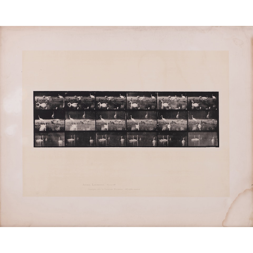 A stork walking by Eadweard Muybridge