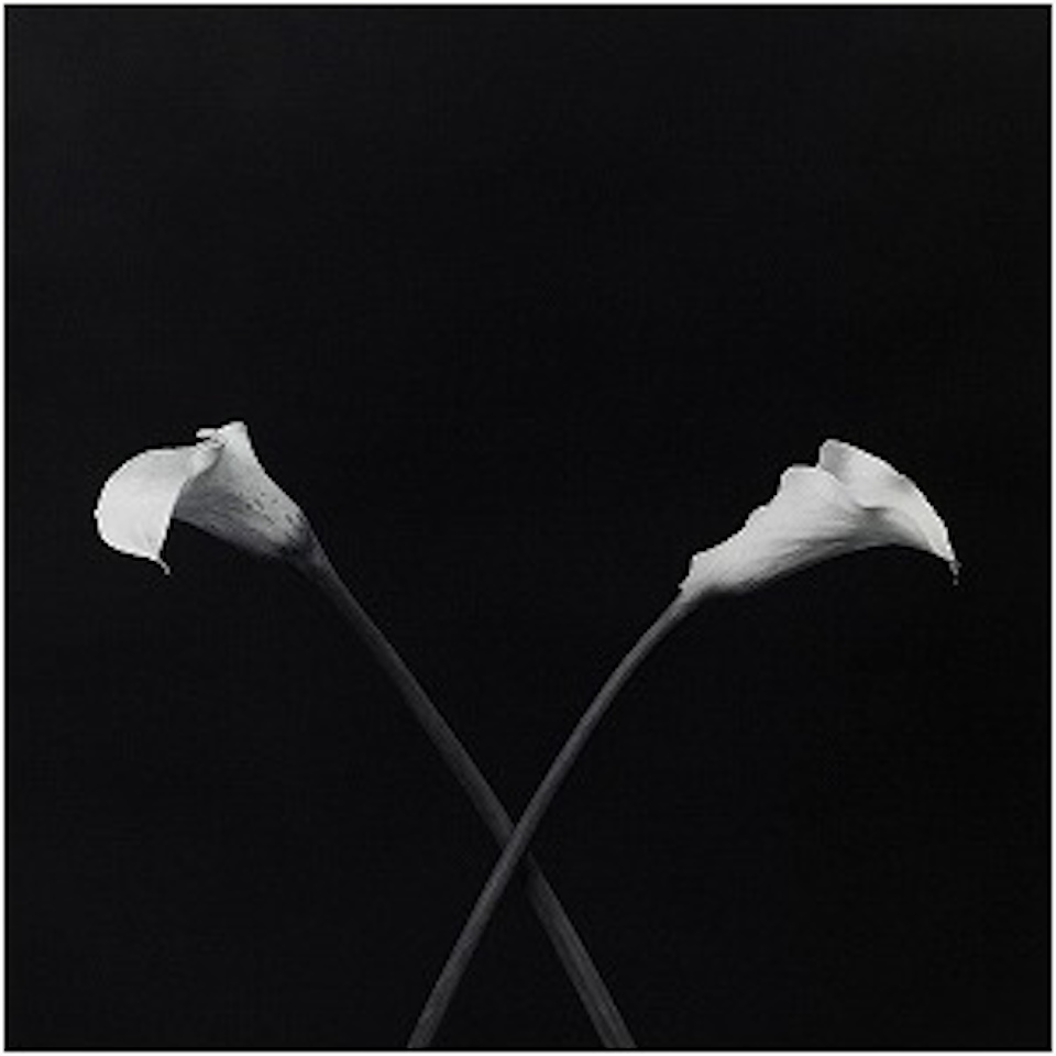 CALLA LILIES by Robert Mapplethorpe