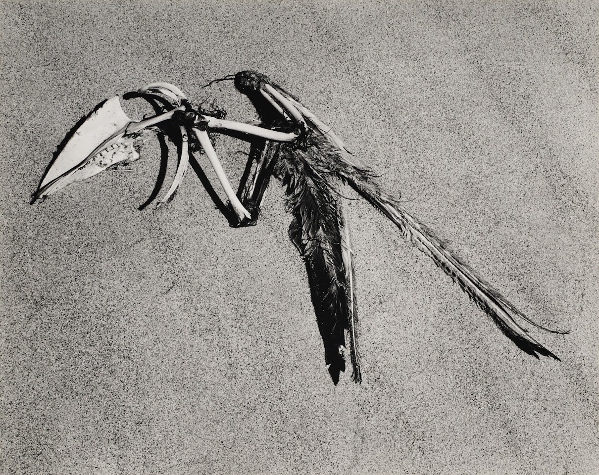Bird Skeleton, Oceano, California by Edward Weston