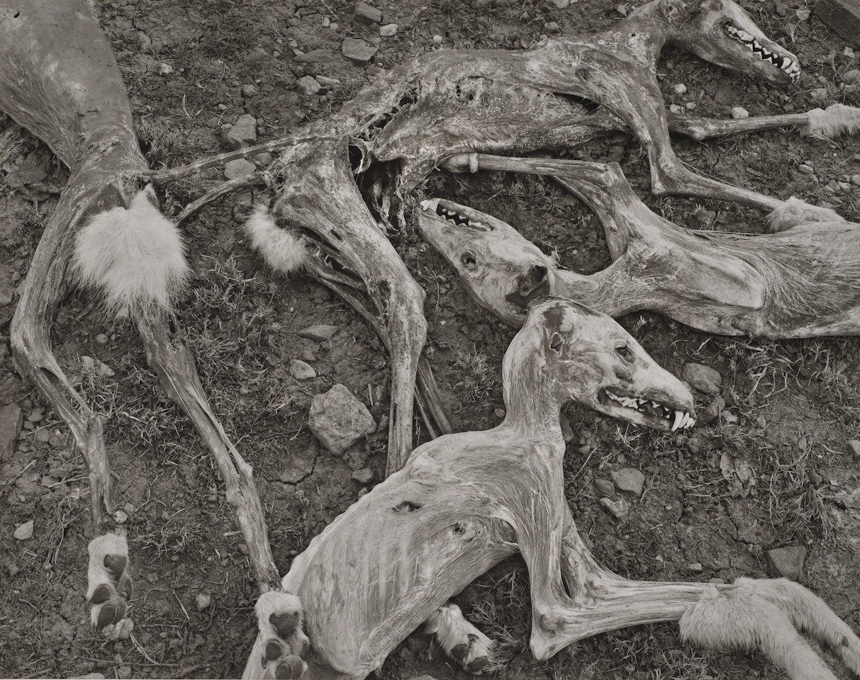 Coyotes by Frederick Sommer