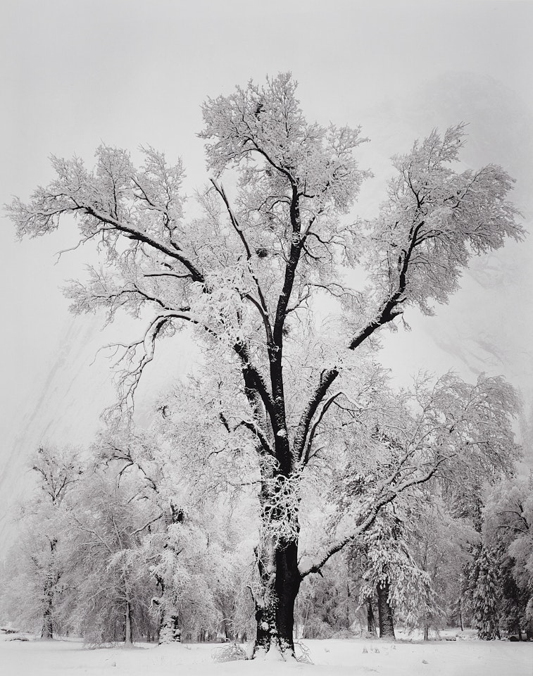 Oak Tree, Snowstorm, Yosemite National Park by Ansel Adams