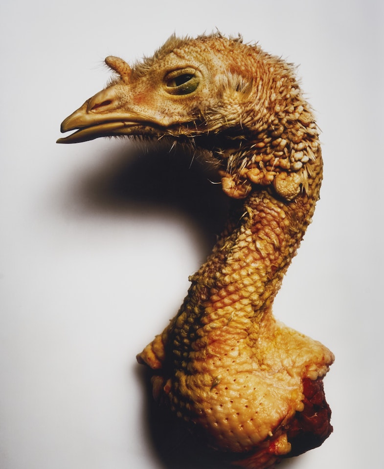Turkey Neck, New York by Irving Penn