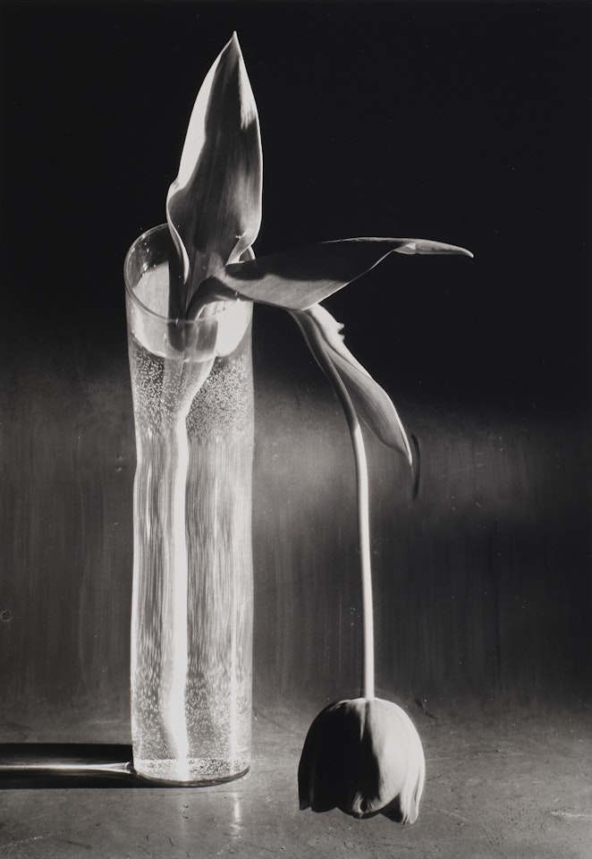 Melancholic Tulip by André Kertész
