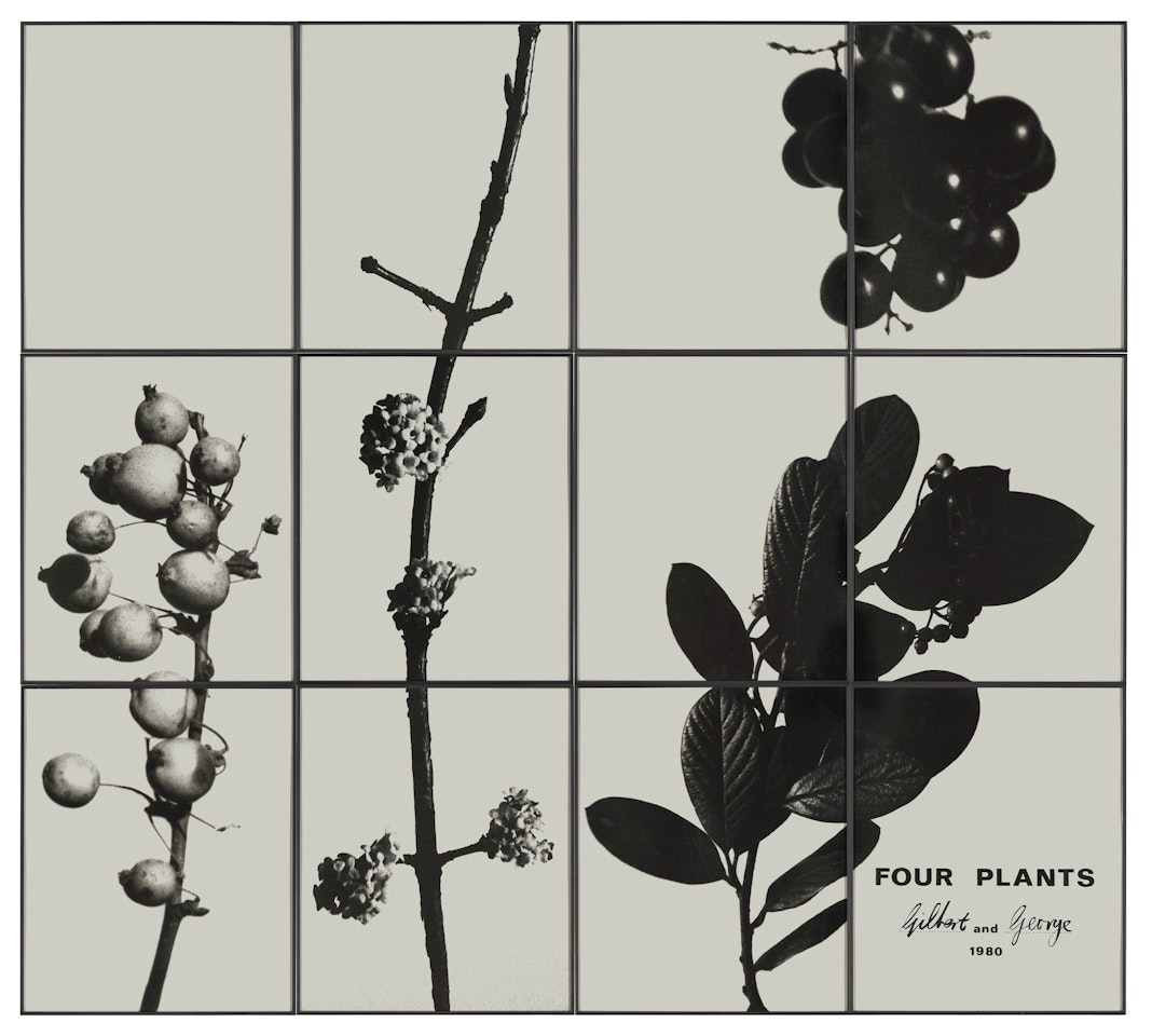 Four Plants by Gilbert & George