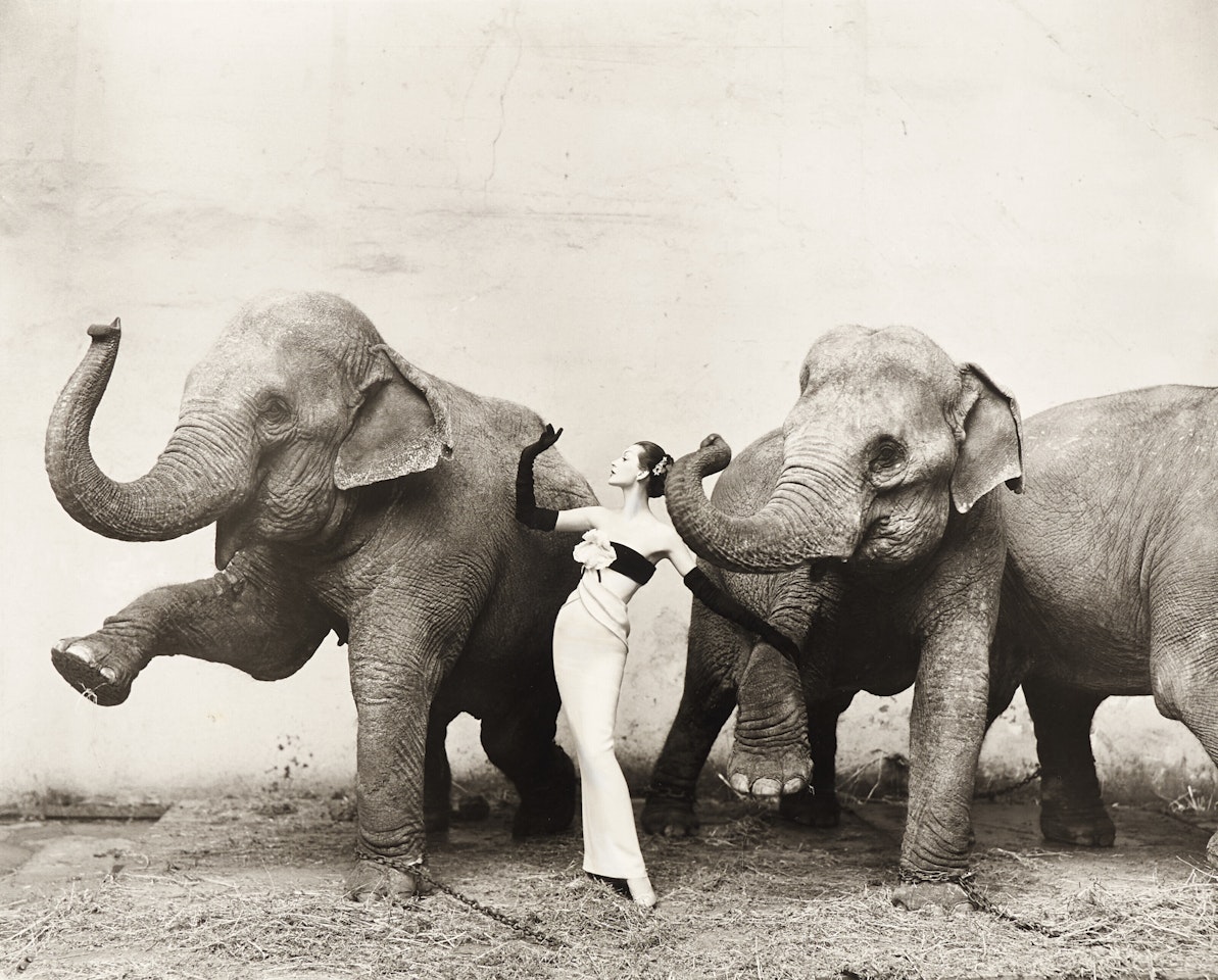 Dovima with Elephants by Richard Avedon