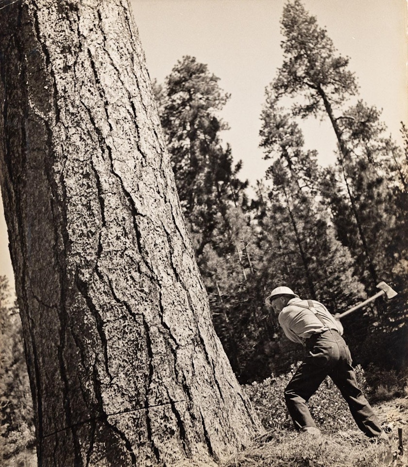 View of Logger using a McGiffert Log Loader, CA, (Pair) by Berenice Abbott