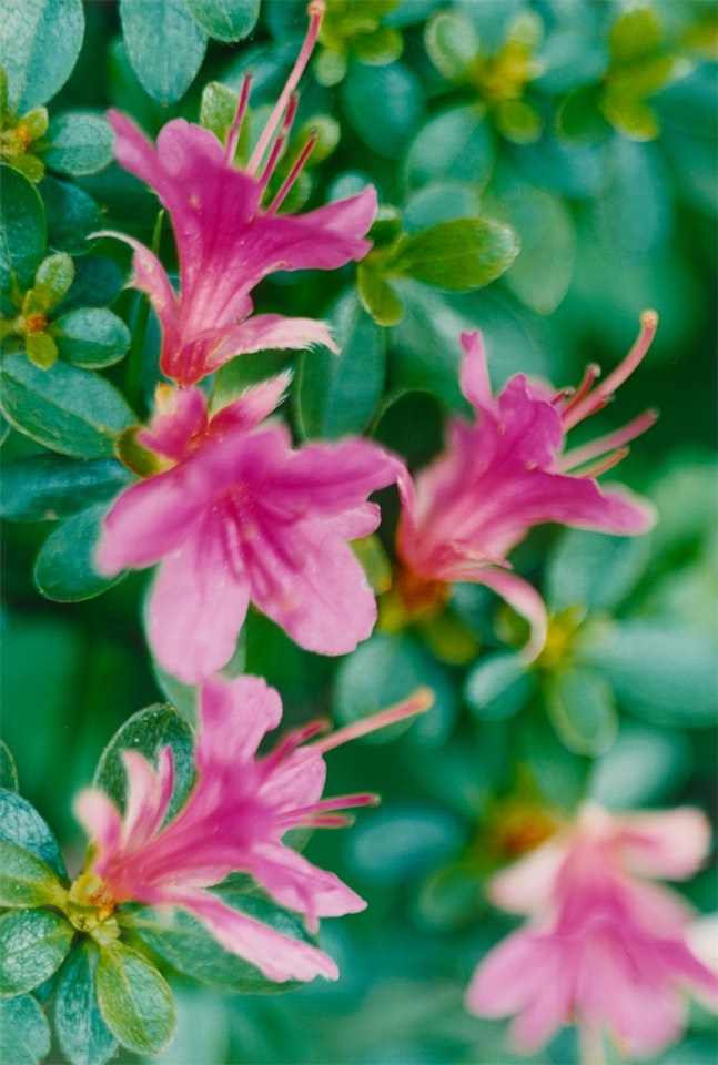 Pink Azalea, Düsseldorf, Neanderstraße by Thomas Struth