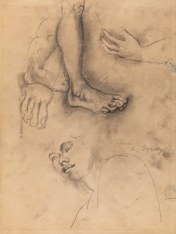 Anatomic Studies by Arshile Gorky