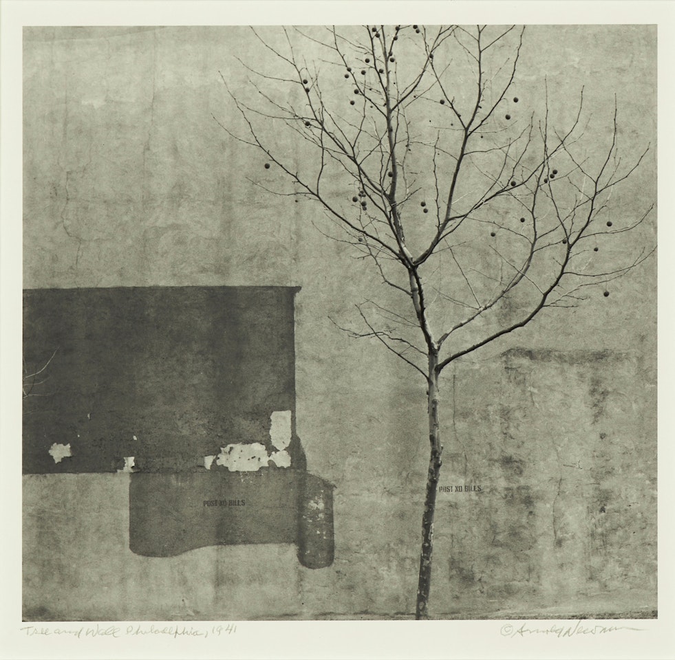 "Tree and Wall, Philadelphia" by Arnold Newman