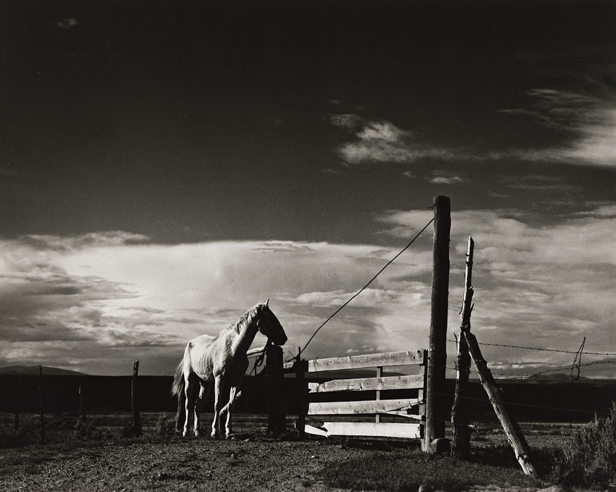 The White Horse, Ranchos de Taos, New Mexico by Paul Strand