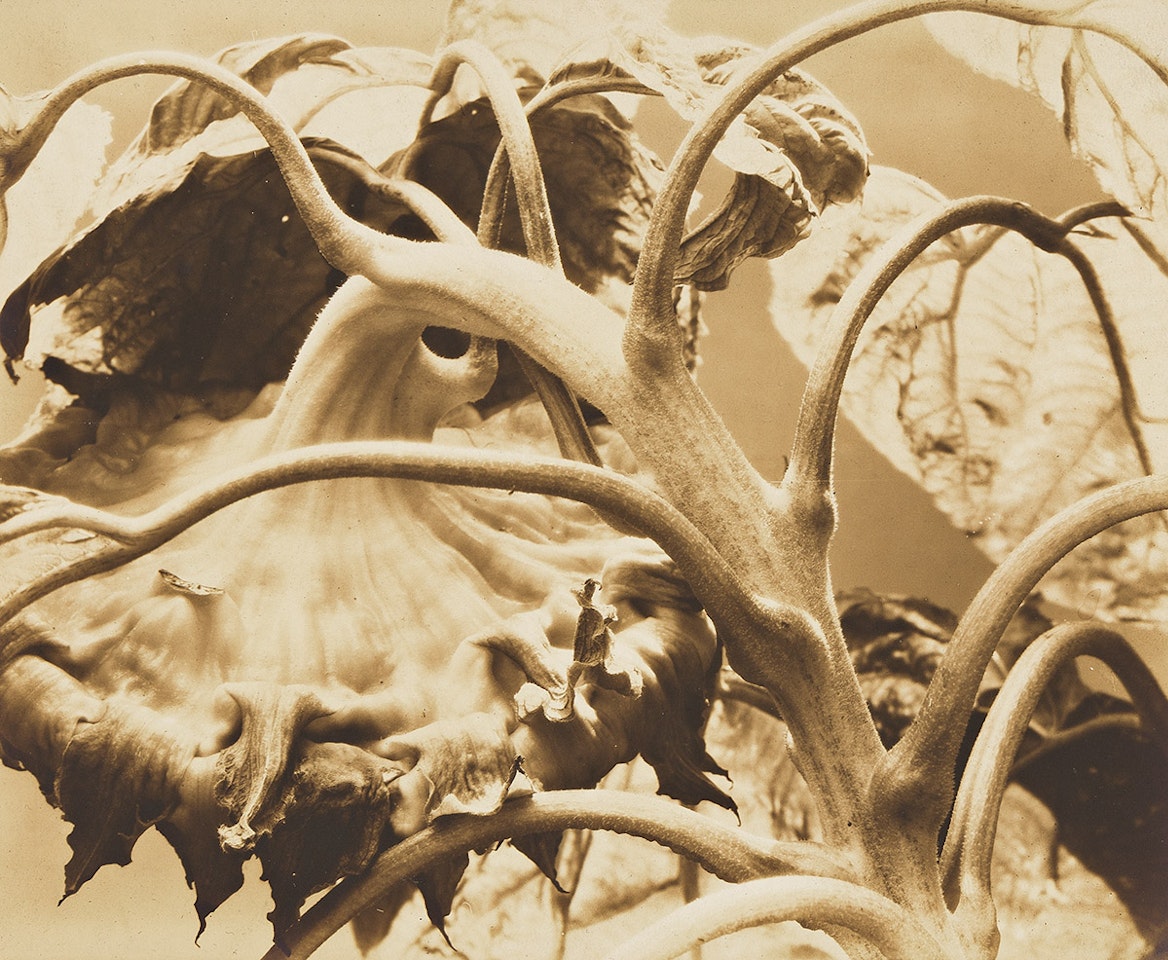Backbone and Ribs of a Sunflower by Edward Steichen