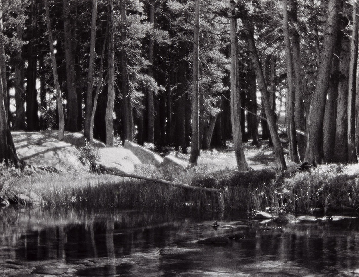 Forest and Stream, Lyell Fork of the Merced River, Yosemite National Park California by Ansel Adams