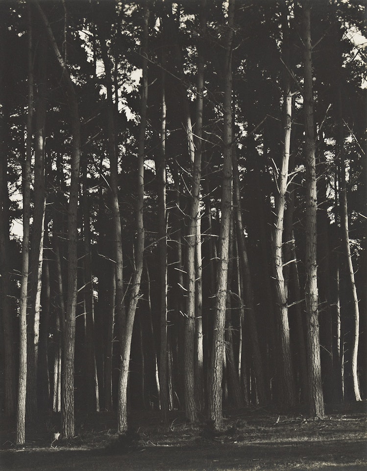 Forest scene by Edward Weston
