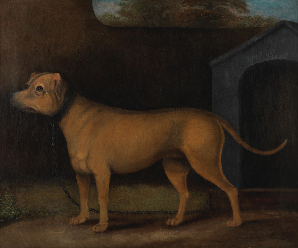 Tiger outside his kennel by English School