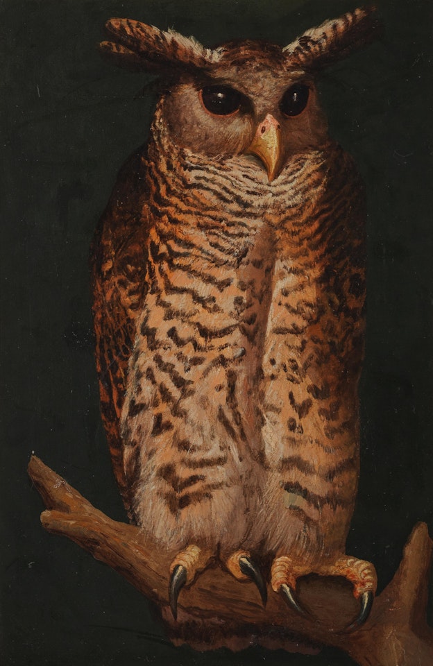 Eagle owl perching on a branch by English School