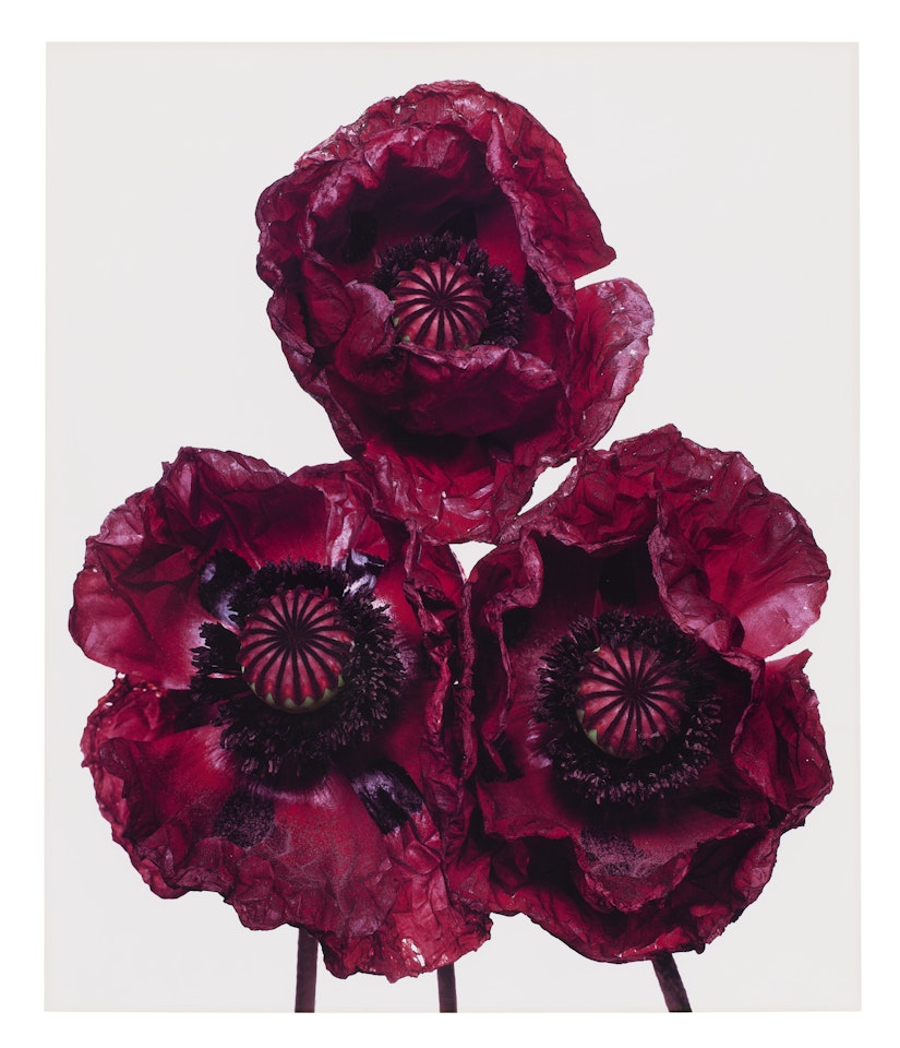 Three Poppies, Arab Chief, New York by Irving Penn