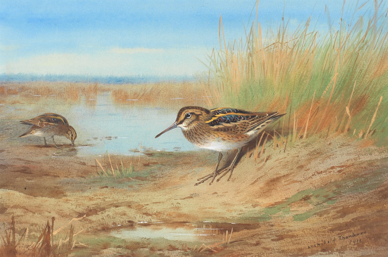 Jack Snipe by Archibald Thorburn