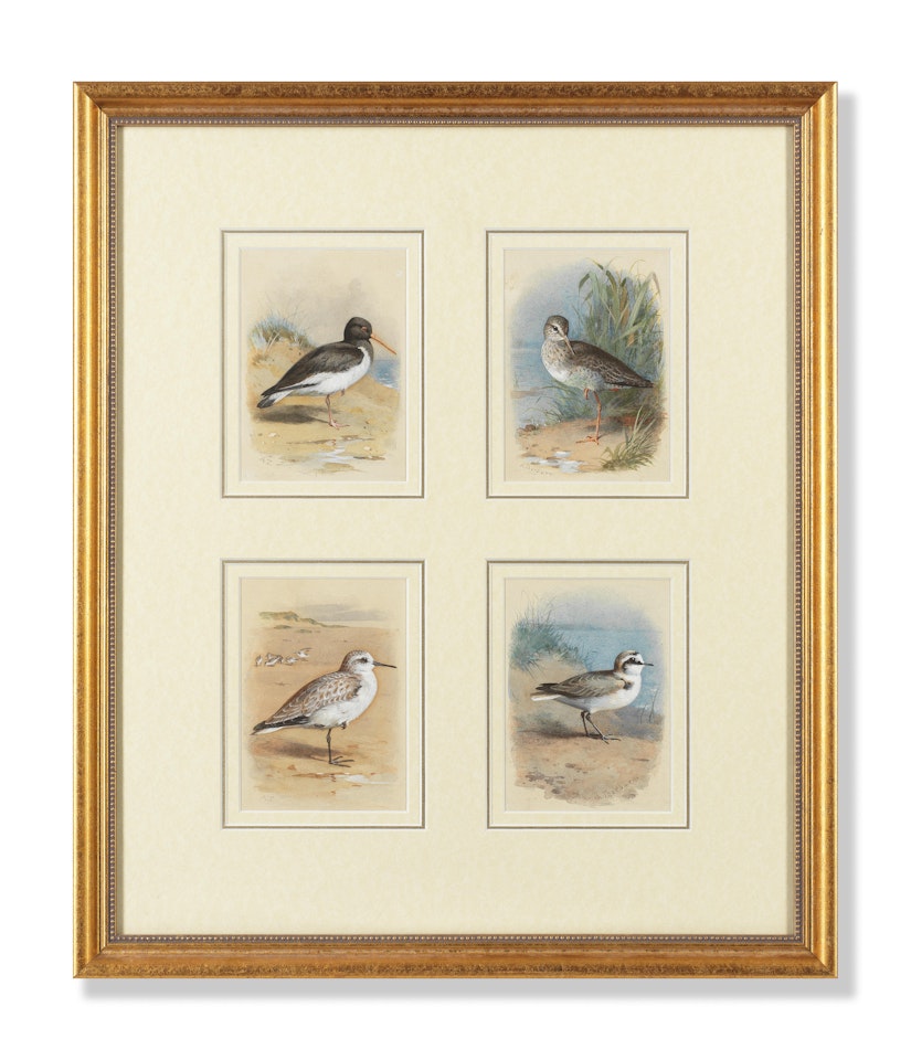 Oyster-Catcher; Redshank; Sanderling; Kentish Plover by Archibald Thorburn