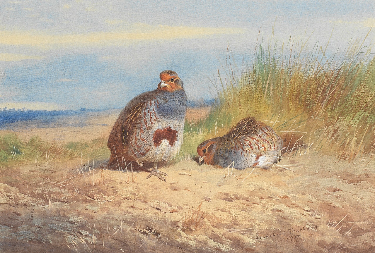 English Partridges by Archibald Thorburn