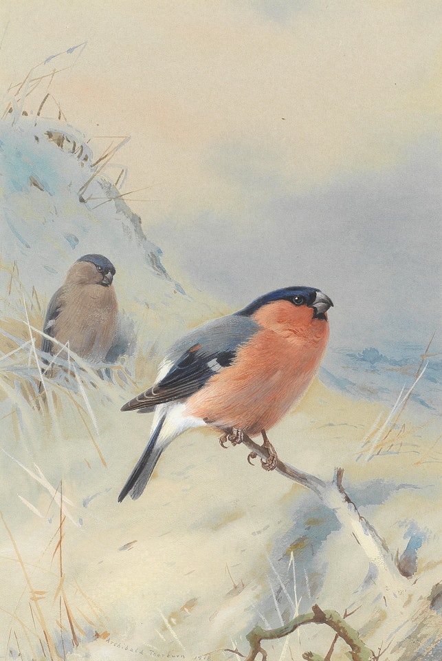 Bullfinches by Archibald Thorburn