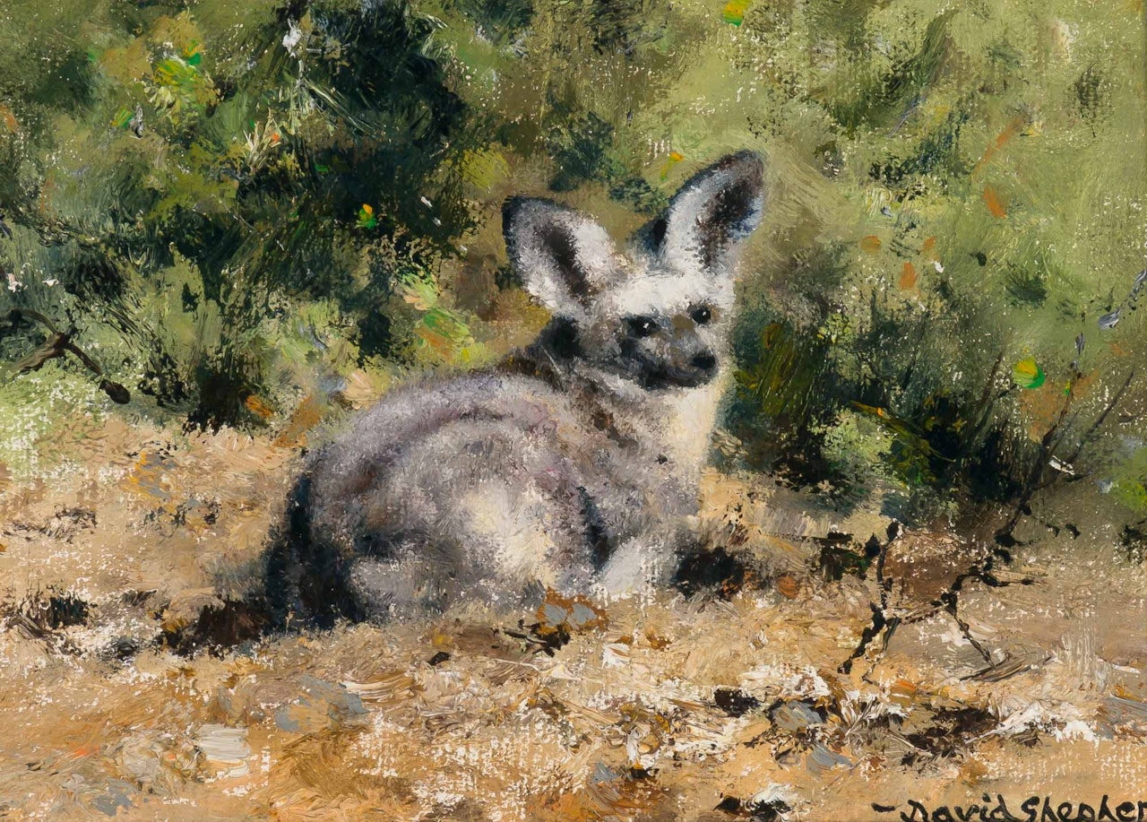 Bat Eared Fox by David Shepherd