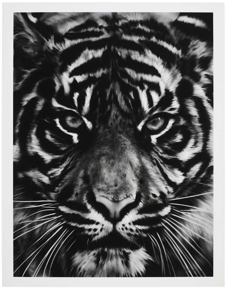 Untitled (Tiger Head 2) by Robert Longo