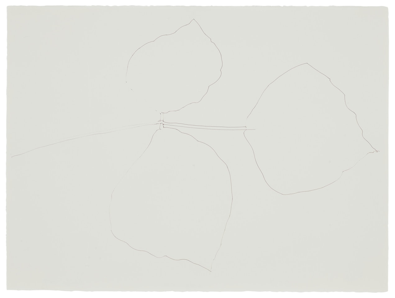 Coral Leaf 5 by Ellsworth Kelly