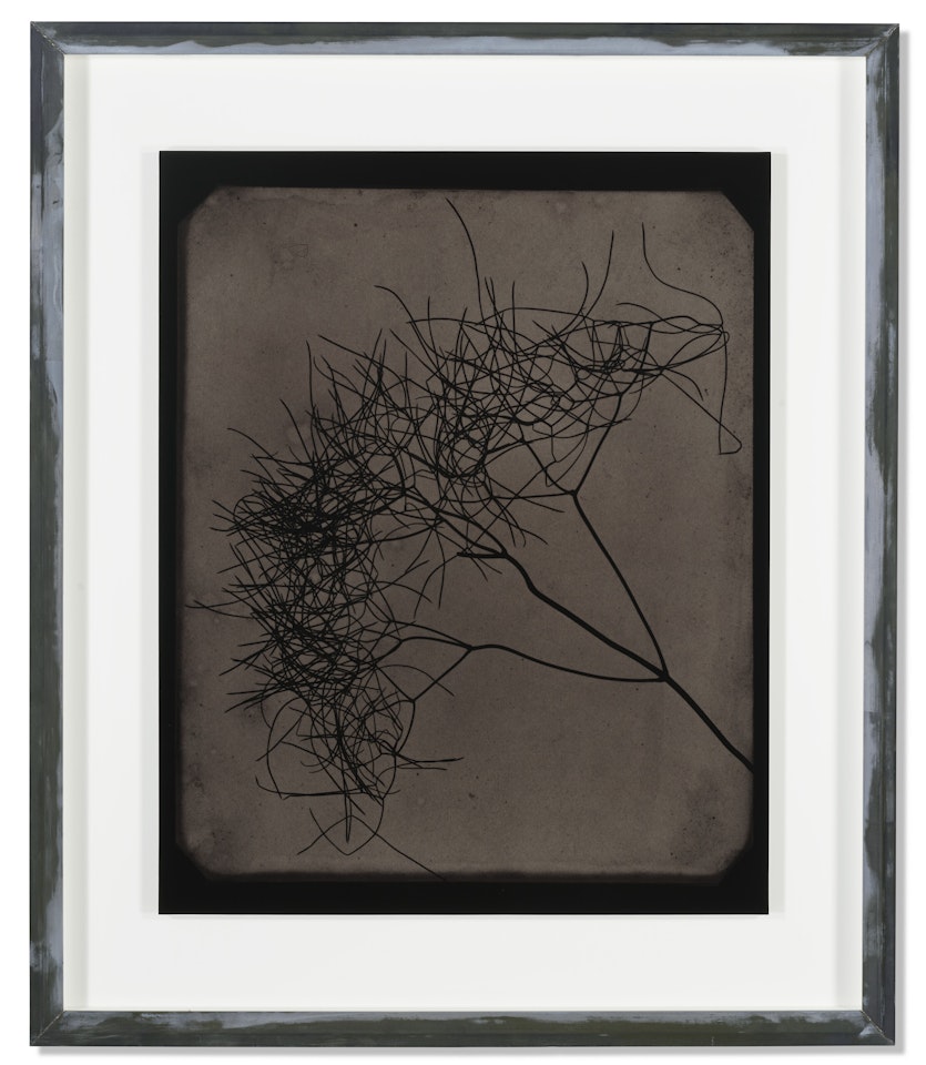 Wild Fennel by Hiroshi Sugimoto