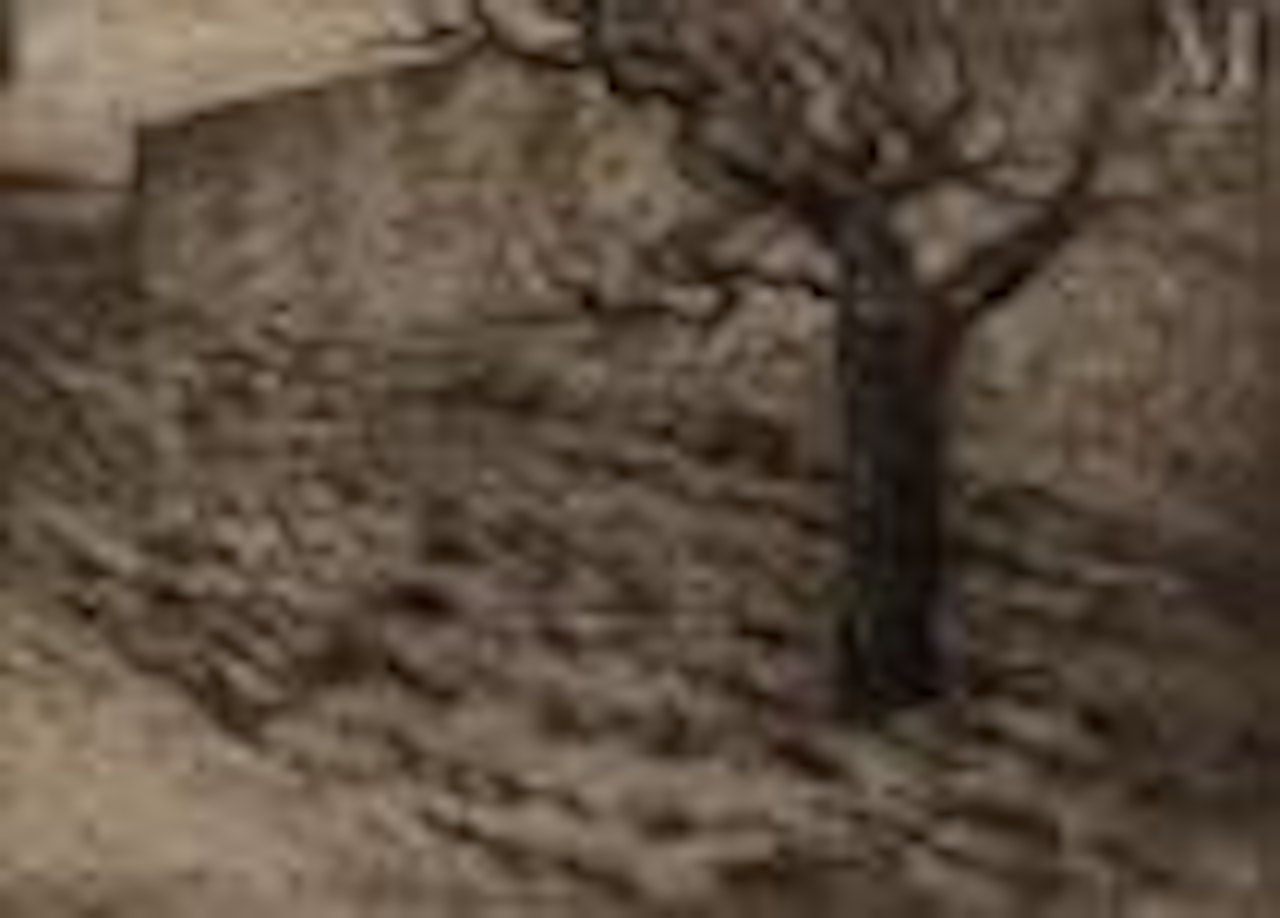 Tree and plowed ground proof; , one state by Camille Pissarro
