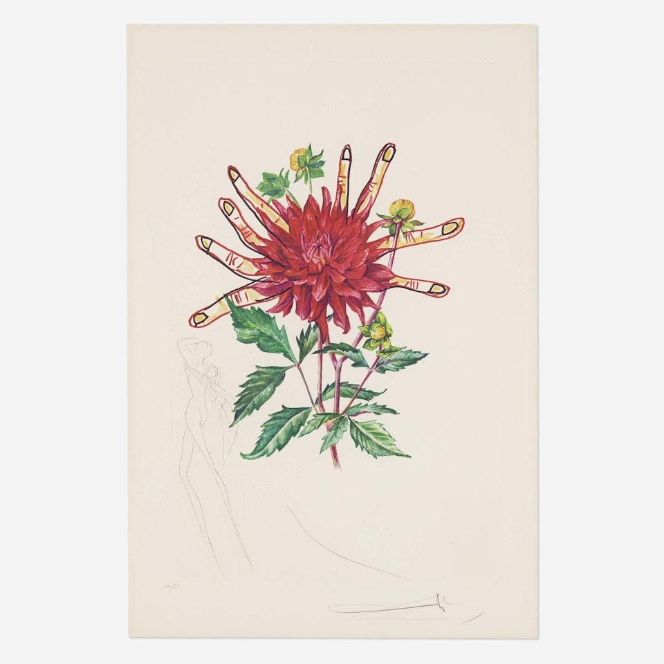 Dahlia rapax (from the Surrealist Flowers portfolio) by Salvador Dali