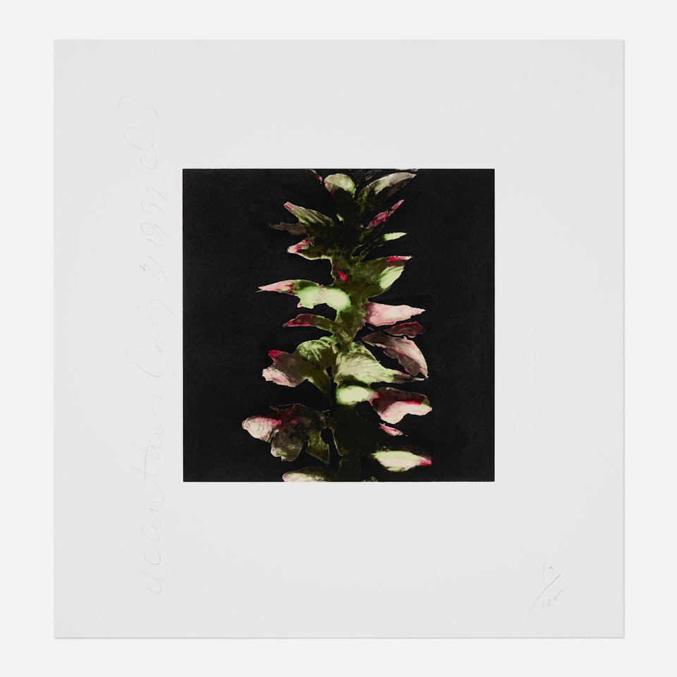 Acanthus (from the Fruits and Flowers III series) by Donald Sultan