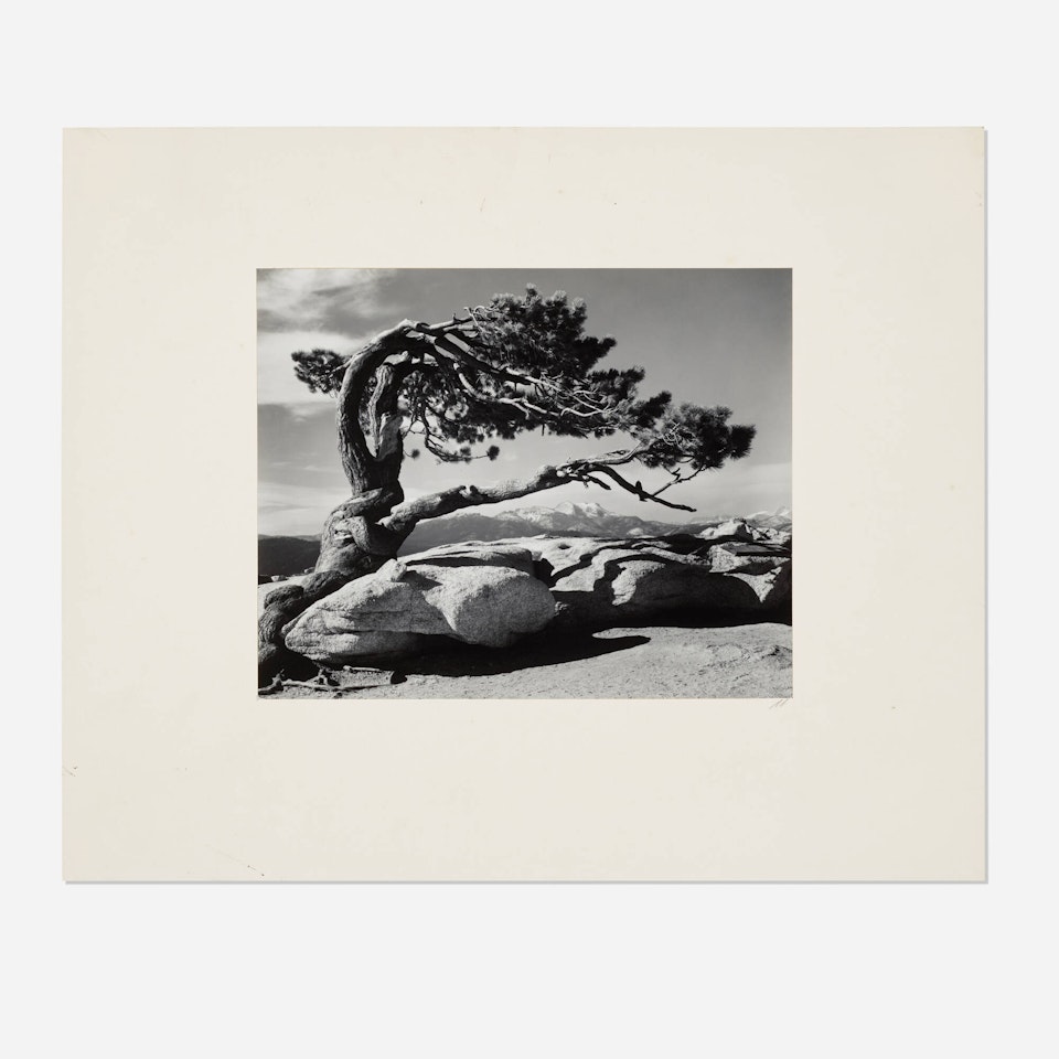 Jeffrey Pine, Sentinel Dome Yosemite National Park, California by Ansel Adams