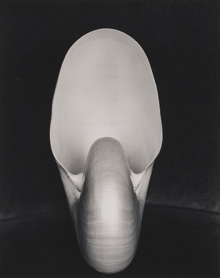 Shell by Edward Weston