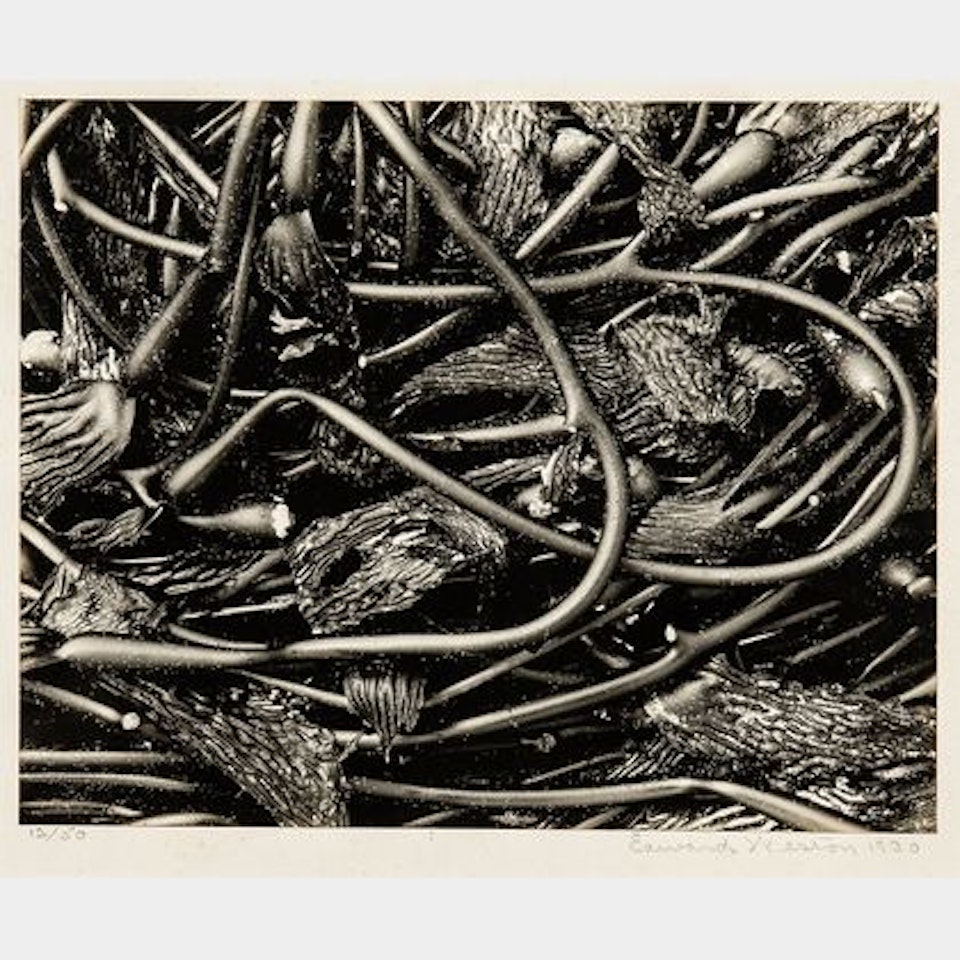 Kelp by Edward Weston