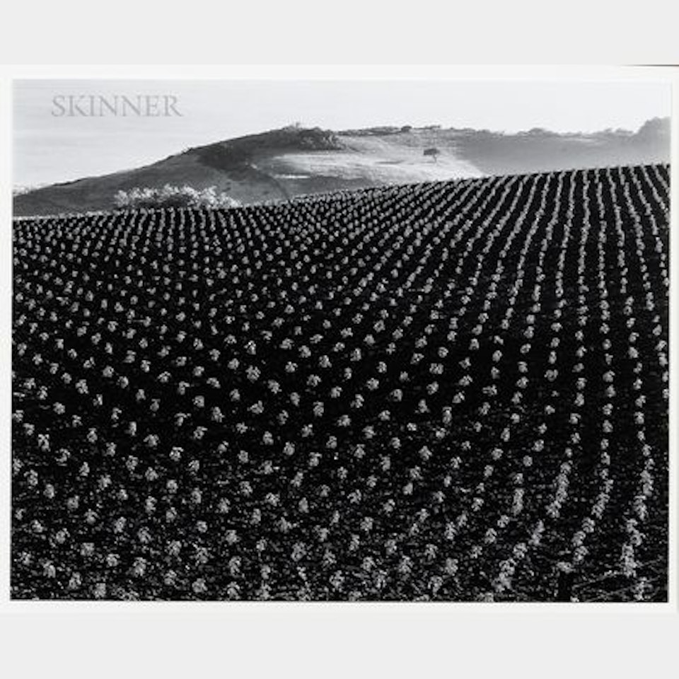 Tomato Field by Edward Weston