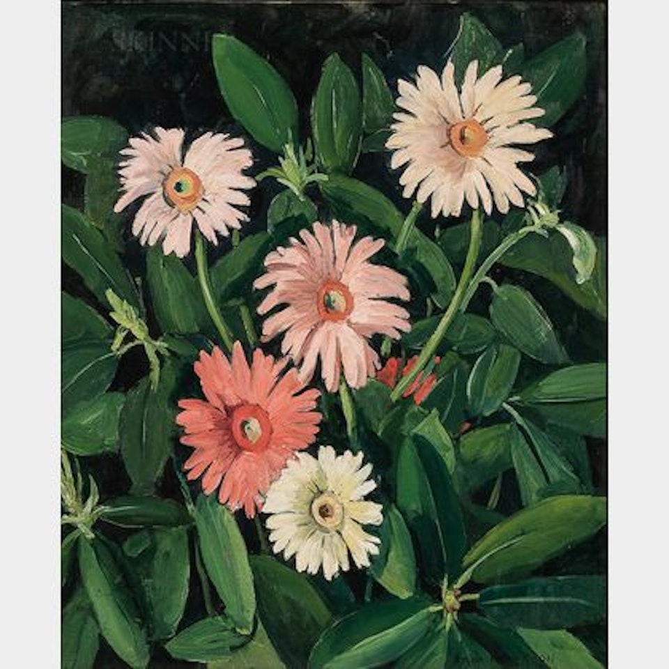 African Daisies by Jane Peterson