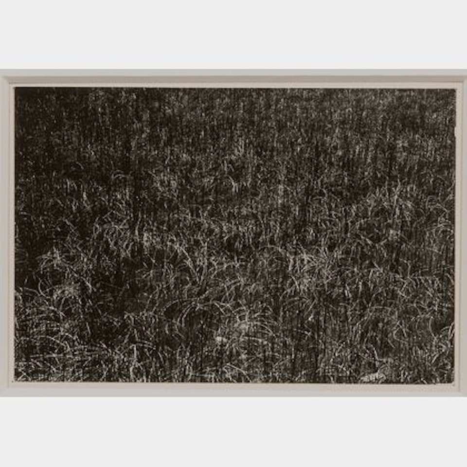 Grasses, Wisconsin by Harry Callahan
