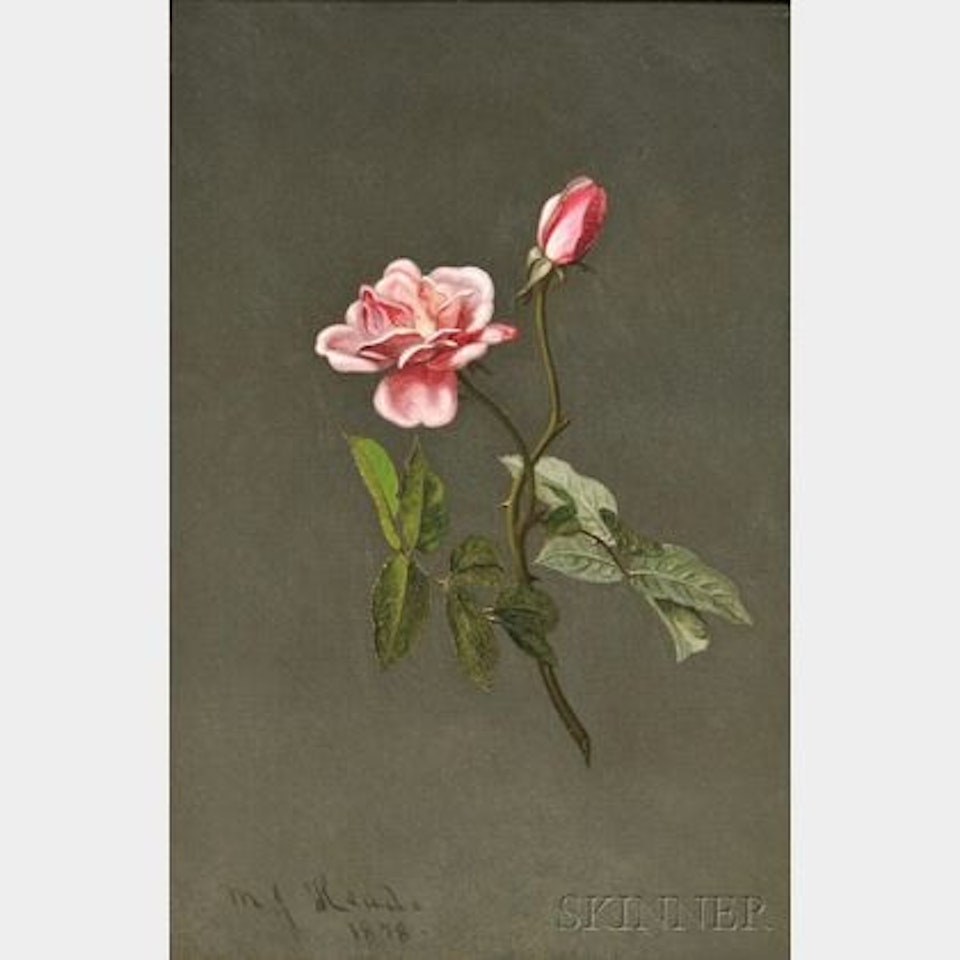 Pink Rose by Martin Johnson Heade