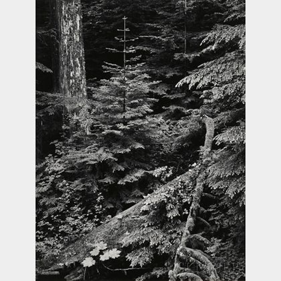 Forest, Early Morning, Mount Rainier Park, Washington by Ansel Adams