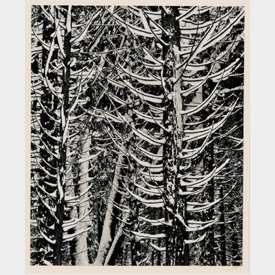 Forest Detail, Winter by Ansel Adams